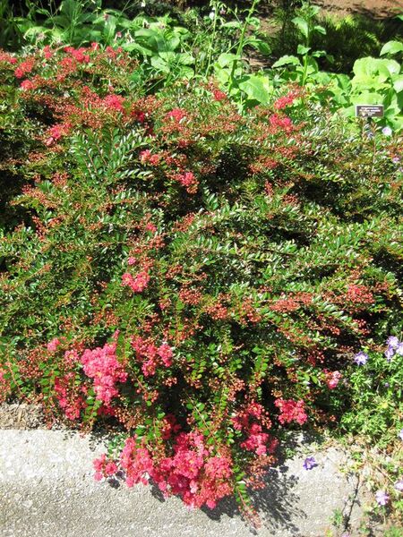 File:576px-IMG 0283 nybg09.jpg