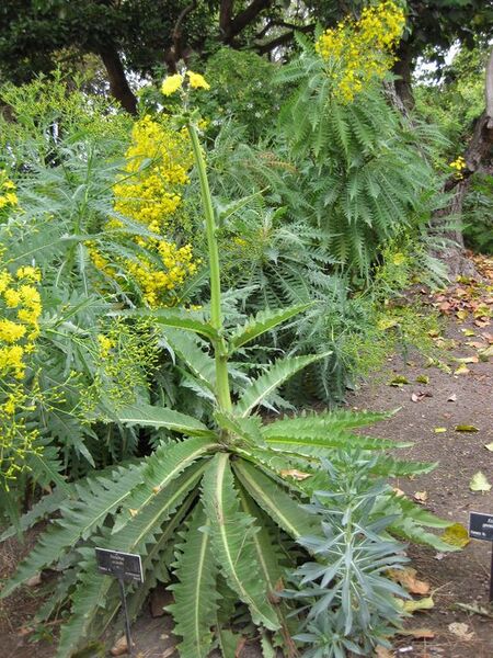 File:576px-IMG 4934 hunt0904.jpg