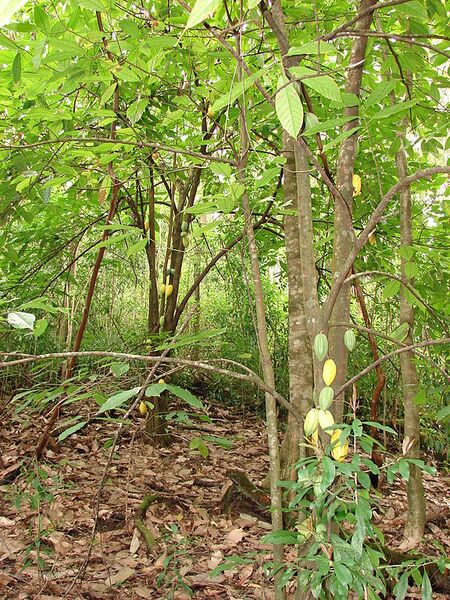 File:576px-Starr 070321-6119 Theobroma cacao.jpg
