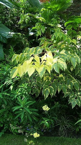 File:576px-Variegated foliage.JPG