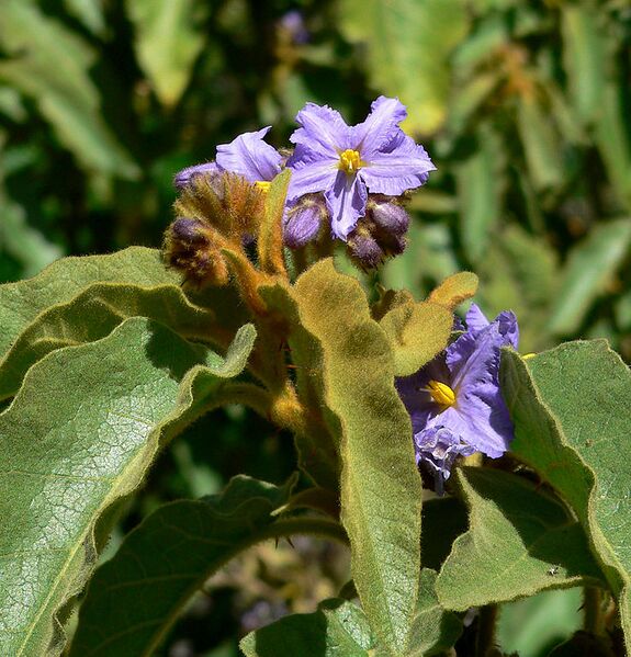 File:737px-Solanum hispidum 2.jpg