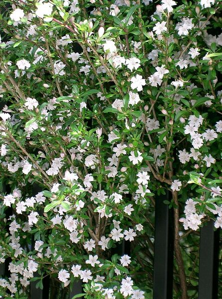 File:761px-Serissa japonica2.jpg