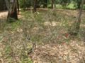 callistemon linearis