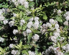 Ceanothus americanus flowers