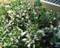 Thumbnail for version as of 18:28, 3 January 2009