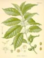 Coffea arabica