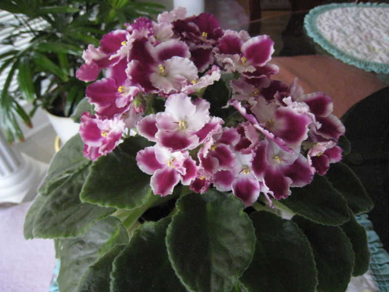 File:IMG 0138.JPG-8821.jpg