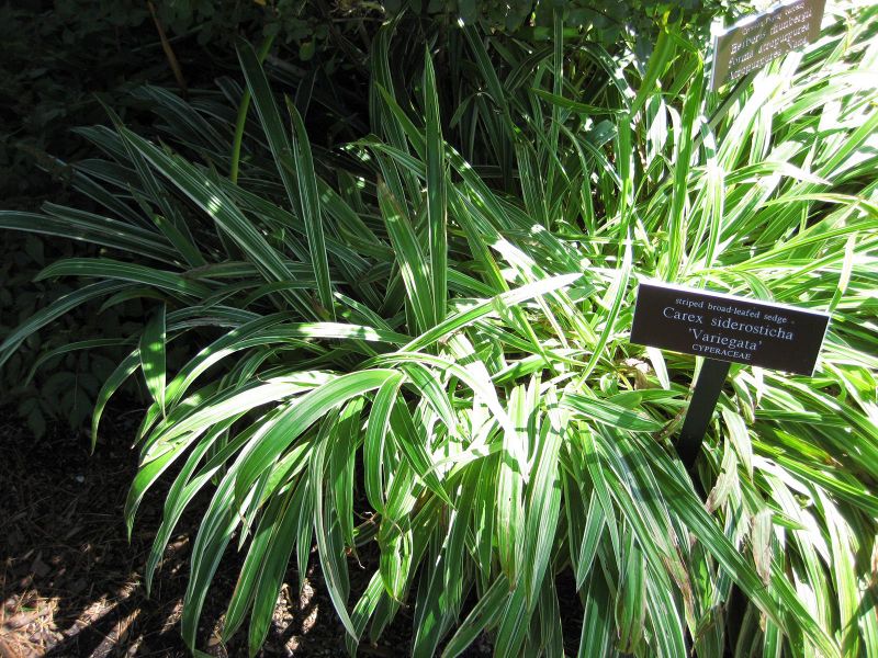 File:IMG 0217 nybg09.jpg