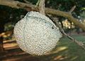 Tabernaemontana elegans (Toad Tree)