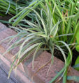 Liriope Lily turf