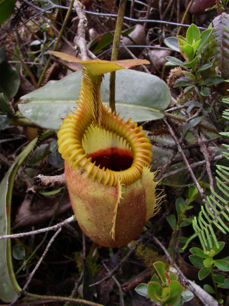 File:Pinguicula moranensis.jpg