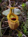 Thumbnail for version as of 16:00, 1 March 2009