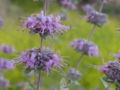 Thumbnail for version as of 10:47, 26 July 2007
