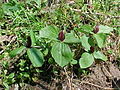 Colony of T. sessile