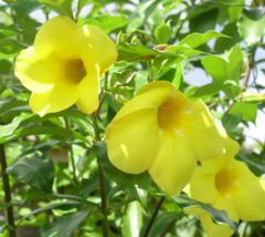 Golden Trumpet (Allamanda cathartica)