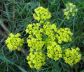 Thumbnail for version as of 04:22, 13 September 2007