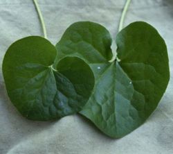 Wild ginger leaves (Asarum caudatum)