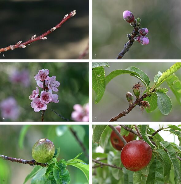 File:1007px-Nectarine Fruit Development.jpg