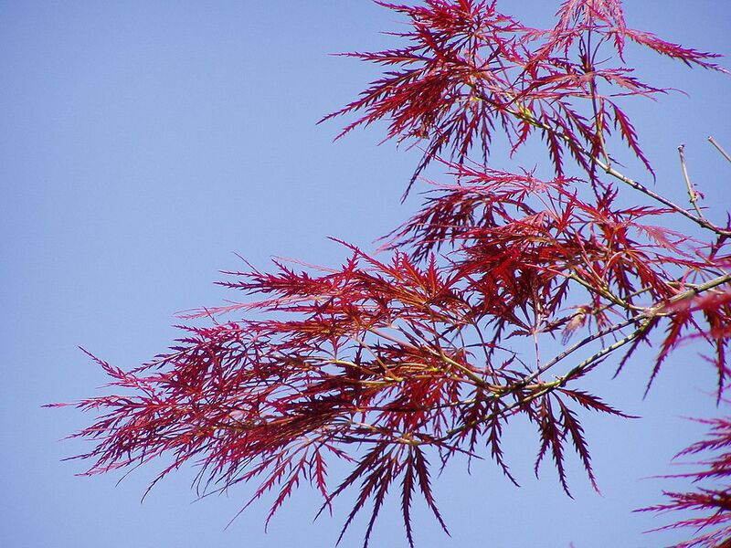 File:1024px-Acer japonicum rubra leaves.jpg
