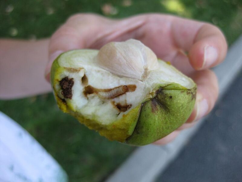 File:1024px-IMG 0439 nybg09.jpg