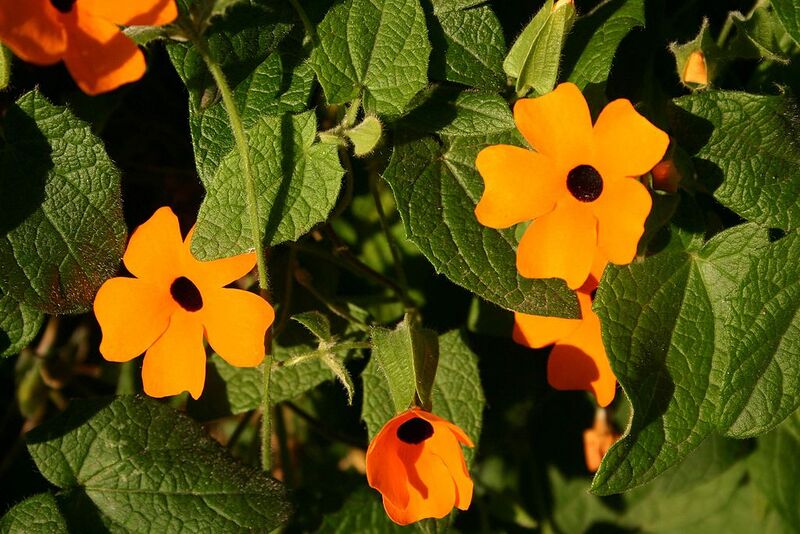 File:1024px-Thunbergia alata00.jpg
