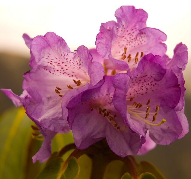 File:1092px-Pink Rhododendron.jpg