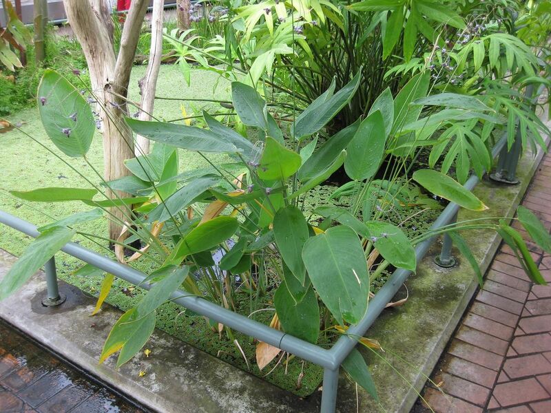 File:1280px-IMG 0996 bbg09.jpg