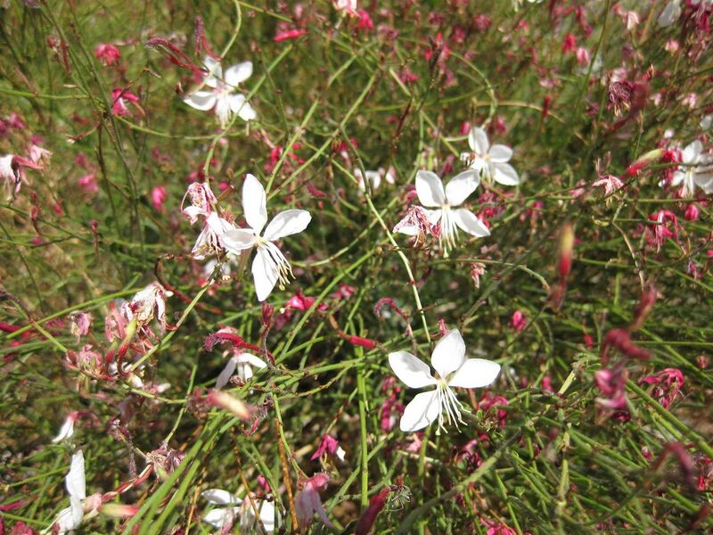 File:1280px-IMG 1690 hunt09oct.jpg