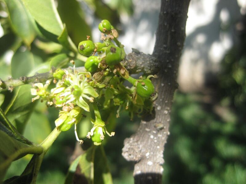 File:1280px-IMG 1991 hunt0903.jpg