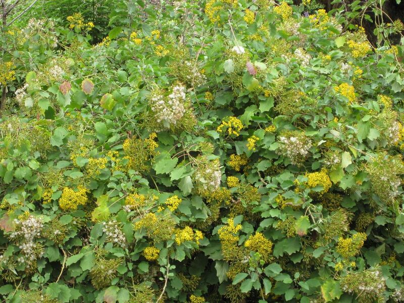 File:1280px-IMG 5108 hunt0904.jpg