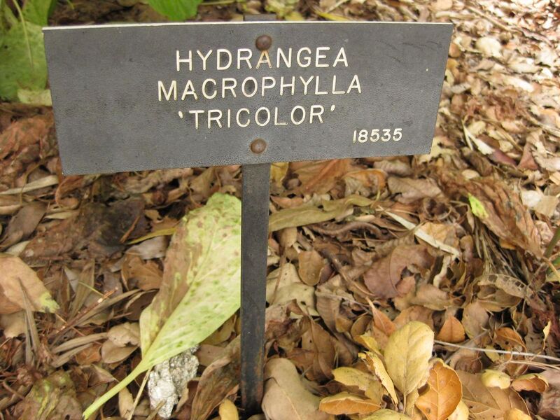 File:1280px-IMG 7281 hunt09jun.jpg