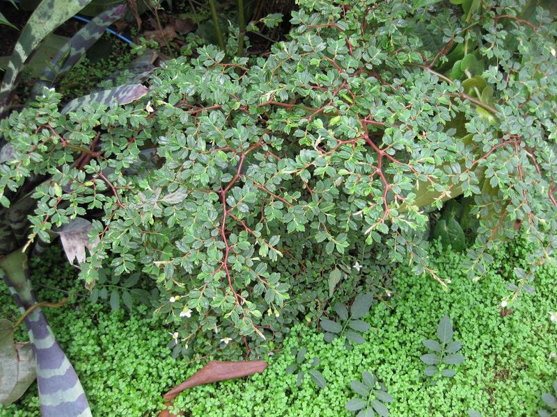 File:1280px-IMG 7627 hunt09jun.jpg