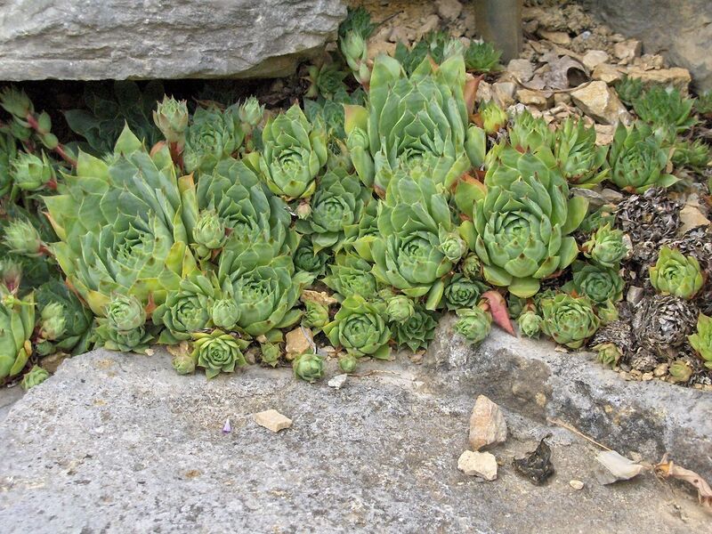 File:1280px-Sempervivum tectorum.JPG