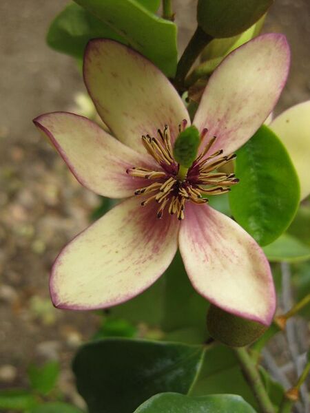 File:576px-IMG 4960 hunt0904.jpg