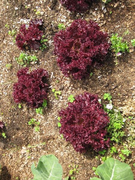 File:576px-IMG 5301 hunt0904.jpg