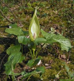 Arum maculatum