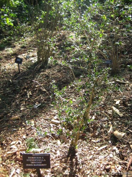 File:Berberis-x-stenophylla irwinii-irwin barberry-IMG 7858 sfbg0308.jpg