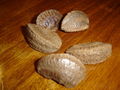 Thumbnail for version as of 12:00, 17 September 2007