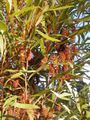 Hakea archaeoides, from NSW North Coast