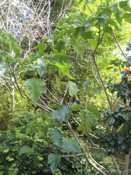 File:Hibiscus mutabilis-IMG 7442 sfbg0308.jpg