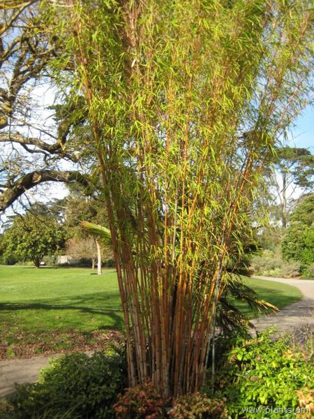 File:Himalayacalamus hookerianus-blue himalayan bamboo-IMG 7450 sfbg0308.jpg