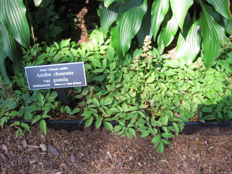 File:IMG 0206 nybg09.jpg