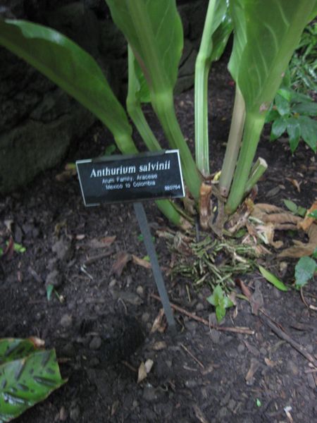 File:IMG 1068 bbg09.jpg