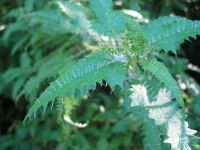 Ongaonga leaves and spines