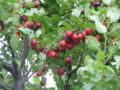 Thumbnail for version as of 04:11, 4 May 2007