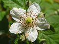 Blackberry flower.