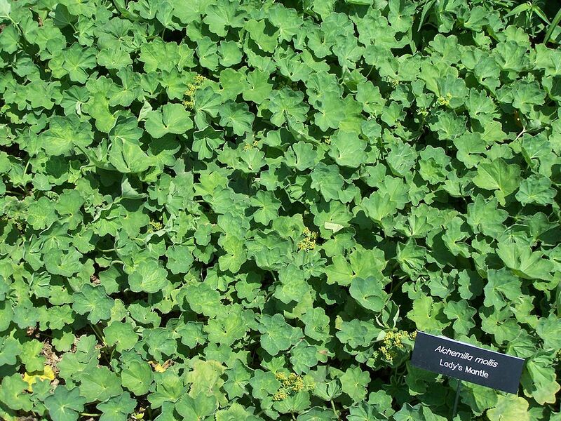 File:1024px-Alchemilla mollis Lady's Mantle MN 2007.JPG