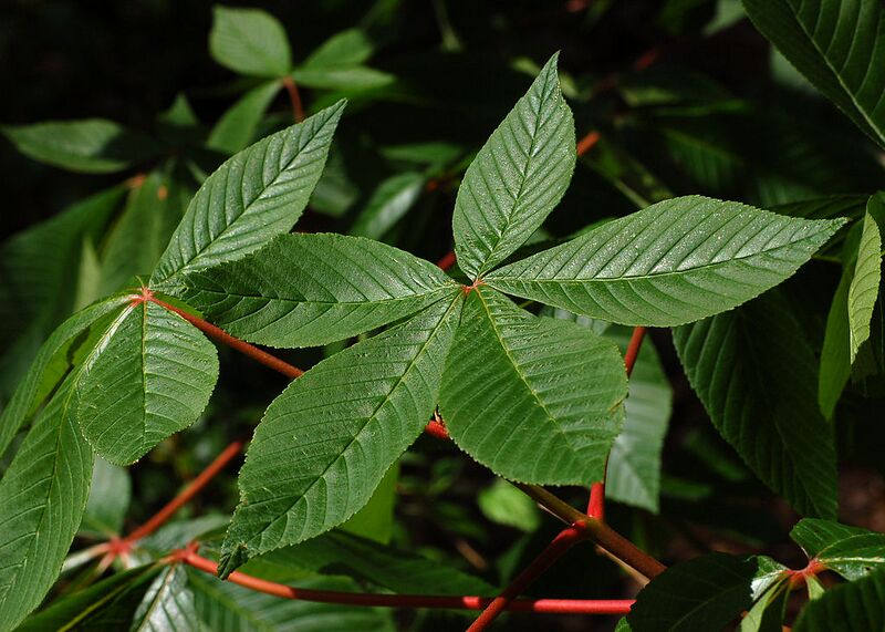 File:1024px-Red Buckeye Aesculus pavia Leaf Cluster 2800px.jpg