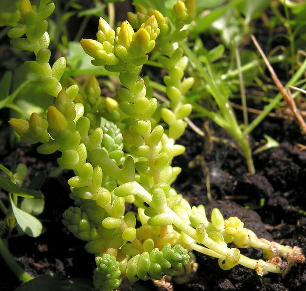 File:1074px-Sedum acre20090615 63.jpg