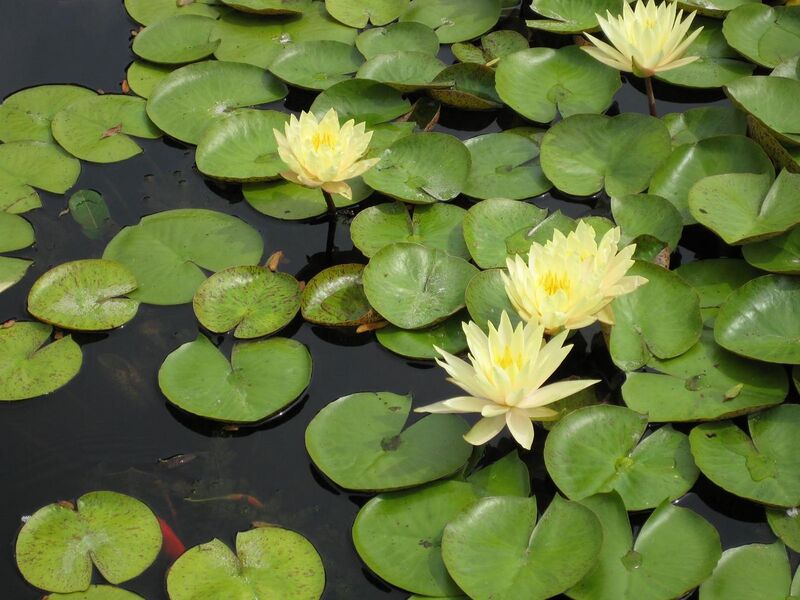 File:1280px-IMG 0872 bbg09.jpg